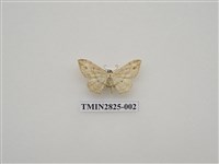 藏品(尺蛾485)的圖片